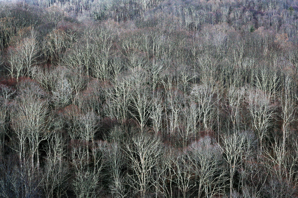 skeleton trees