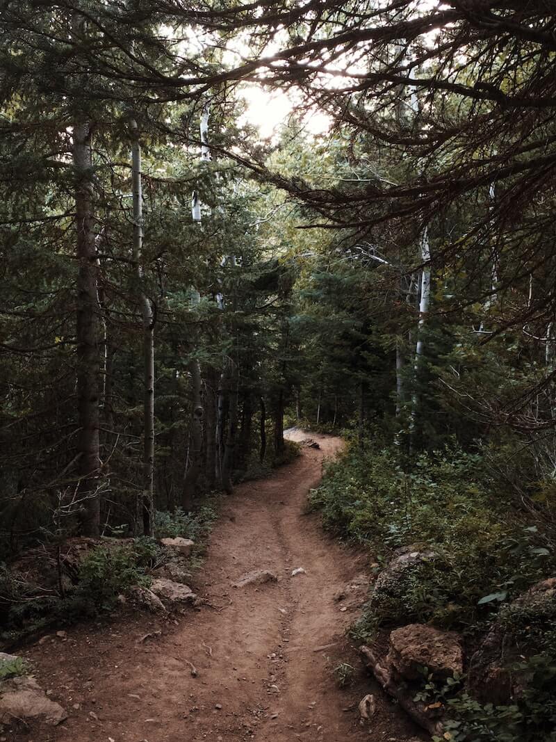A singletrack dirt path weaves through a dark pine forest